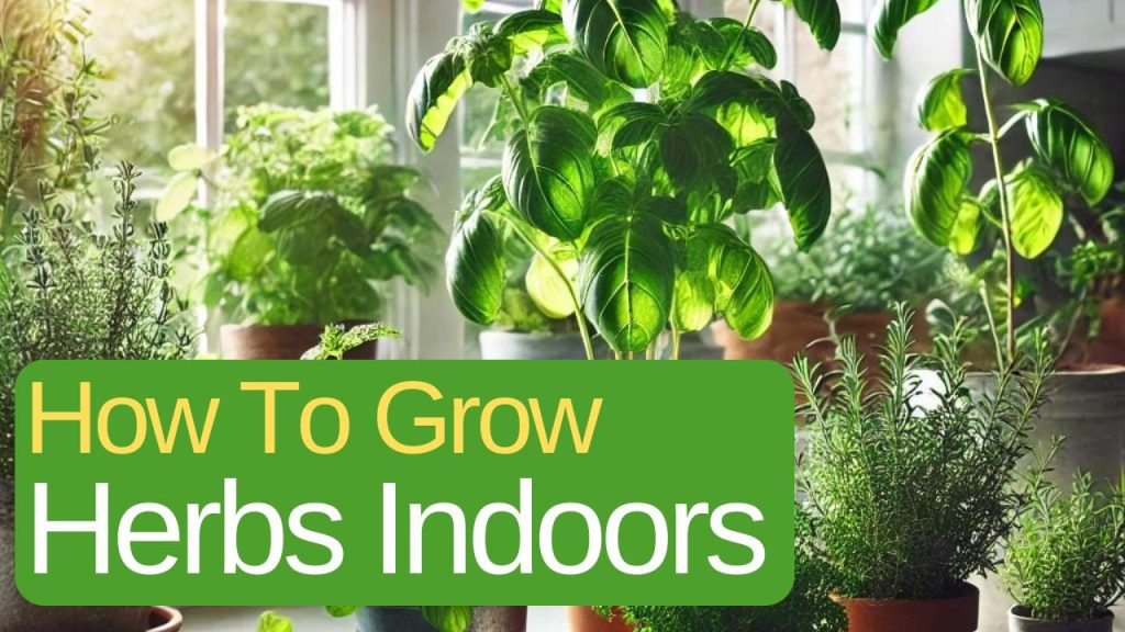 How To Grow Herbs Indoors