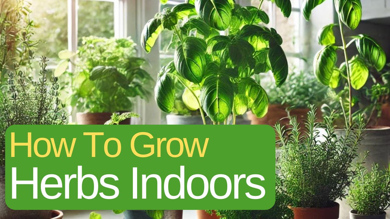 How To Grow Herbs Indoors